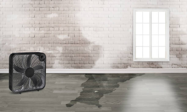 Best Carpet water damage restoration  in Euclid, OH